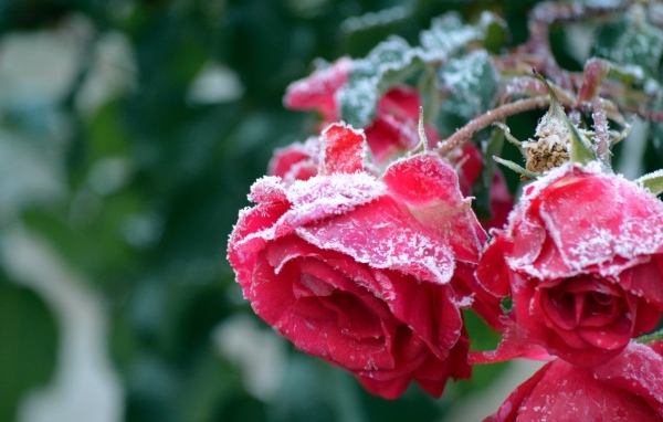 Красные увядшие розы в холодном инее 
