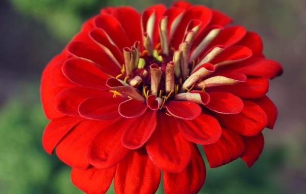 Красный цветок цинния крупным планом