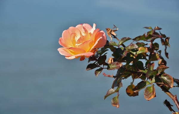 Роза с зелеными листьями на фоне неба