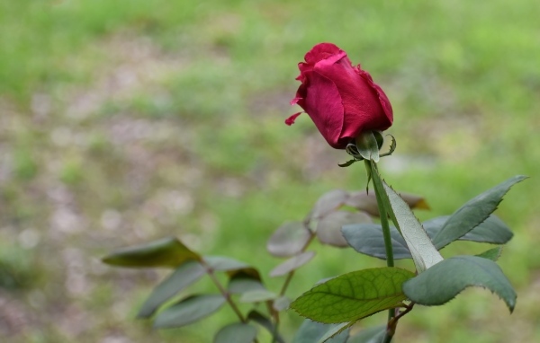 Алая роза с зелеными листьями крупным планом