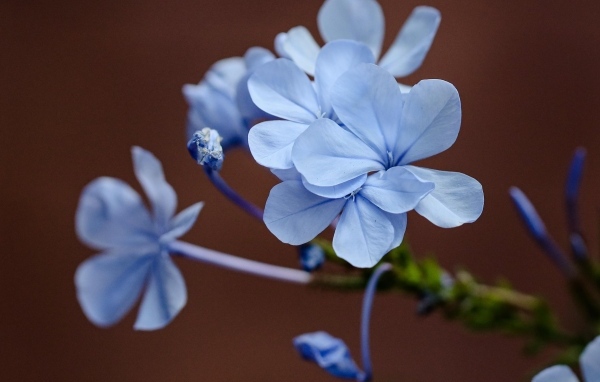 Мелкие голубые цветы крупным планом