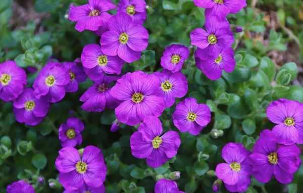 Маленькие декоративные цветы обриета