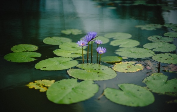 Маленькие сиреневые водяные лилии с зелеными листьями