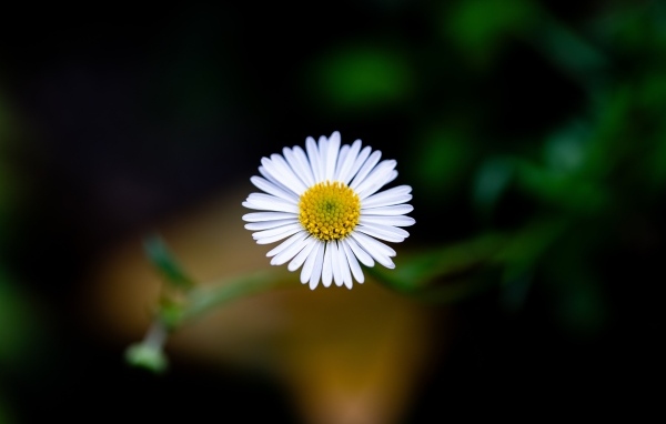 Маленькая одинокая ромашка крупным планом