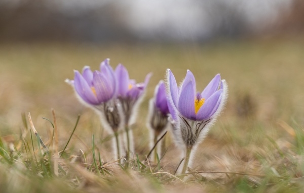 Маленькие цветы прострела расцветают осенью