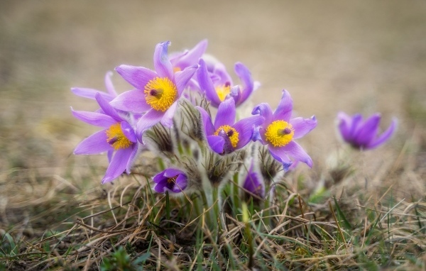 Маленькие цветы прострела растут в траве