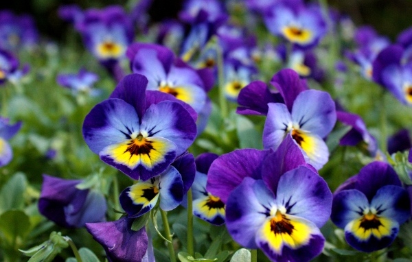 Маленькие цветы Анютины глазки