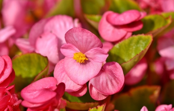 Мелкие розовые цветы бегонии 