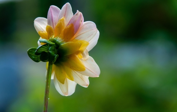 Маленький розовый цветок георгина