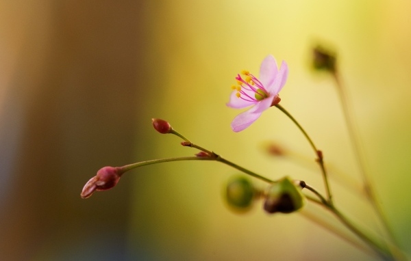 Маленькие розовые нежные цветы крупным планом
