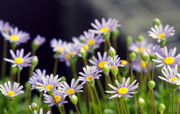 Маленькие фиолетовые ромашки крупным планом