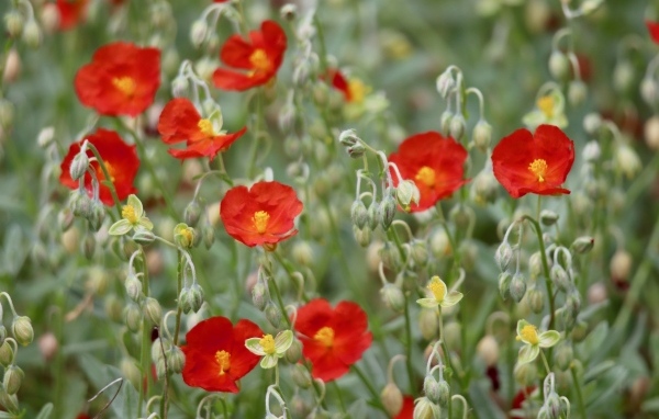 Маленькие красные цветы с бутонами крупным планом