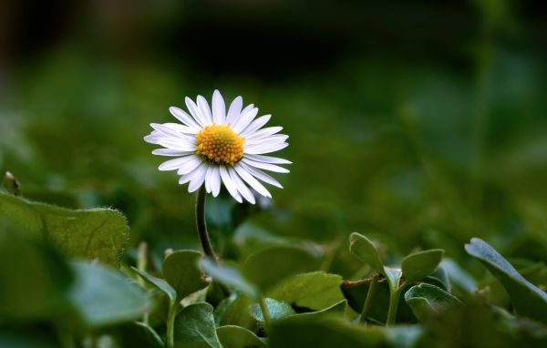Маленький белый цветок ромашки в зеленых листьях