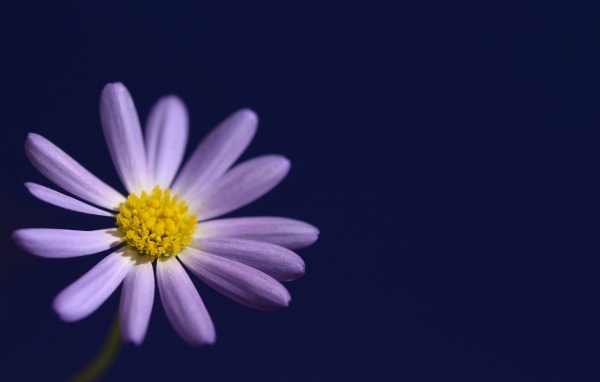 Маленький белый цветок ромашки на синем фоне