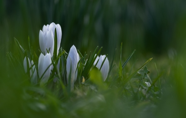 Маленькие белые цветы крокуса пробиваются в зеленой траве