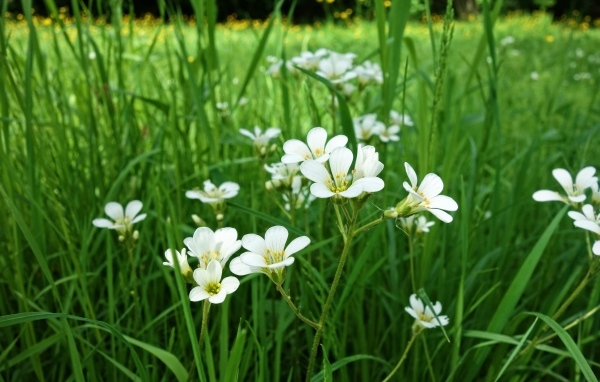 Маленькие белые цветы крестовик в зеленой траве