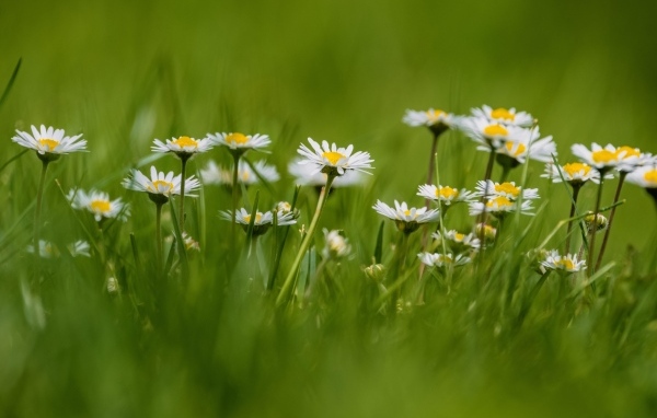 Маленькие белые ромашки в зеленой траве