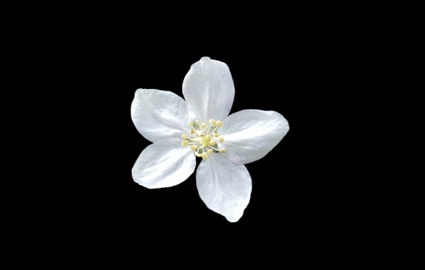 Маленький белый цветок на черном фоне