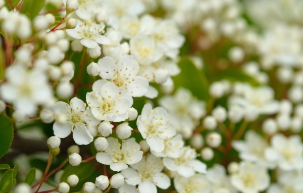 Мелкие белые цветы на кусту