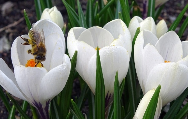 Маленькие белые весенние крокусы опыляет пчела