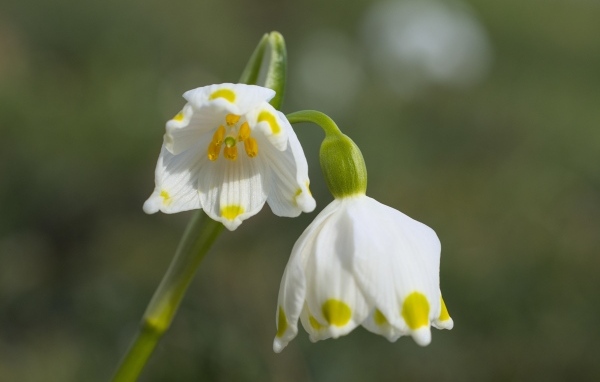 Маленькие белые весенние цветы