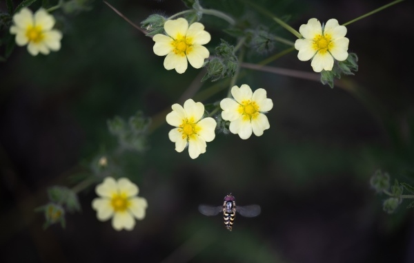 Маленькие желтые цветы лапчатка 