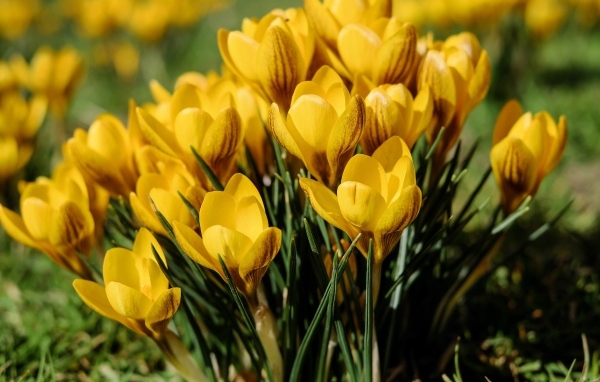 Маленькие желтые крокусы распустились весной 