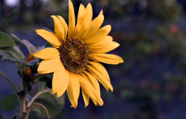 Маленький желтый цветок полевого подсолнуха