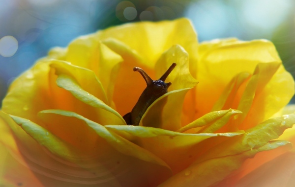 Улитка прячется в цветке желтой розы