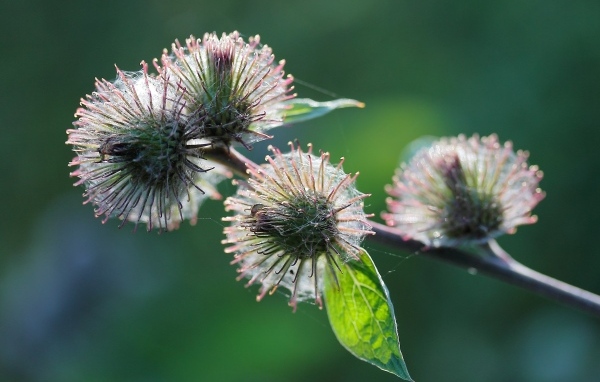 Колючие цветы расторопши в паутине