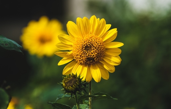 Подсолнух с бутонами крупным планом