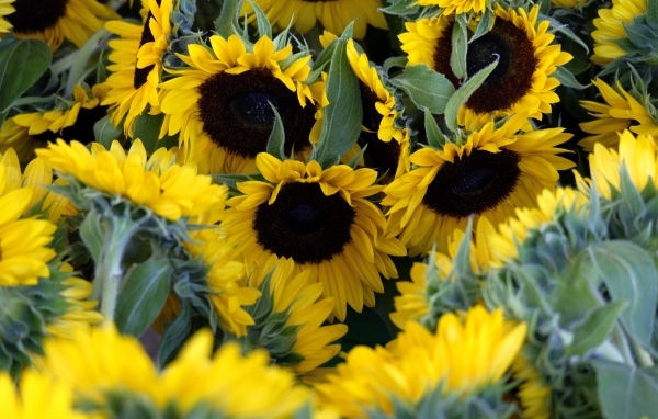 Подсолнухи цветут на поле летом