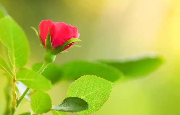 Нежная маленькая розовая роза с зелеными листьями