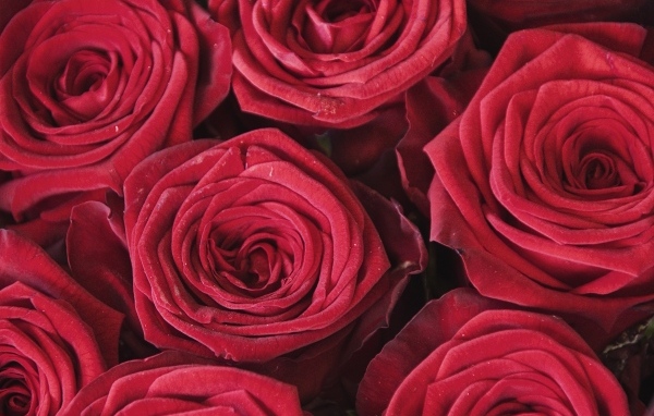 Махровые цветы красной розы