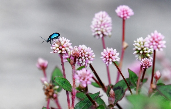 Жук сидит на розовых маленьких цветах