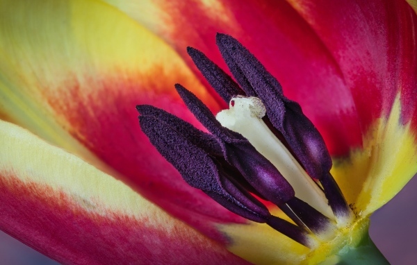 Серединка красивого тюльпана крупным планом