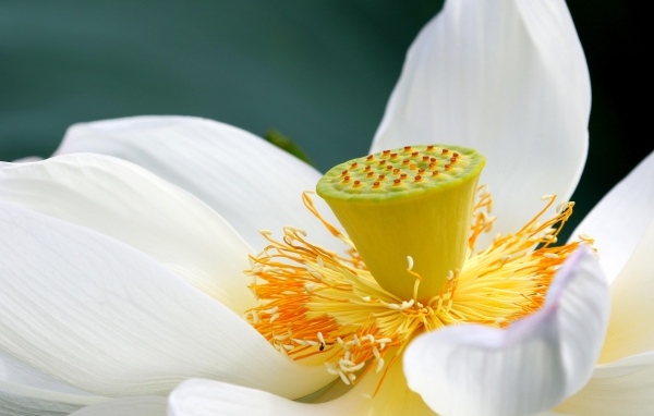 Середина нежного белого цветка лотоса