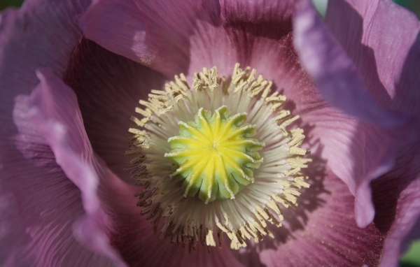 Серединка розового полевого мака