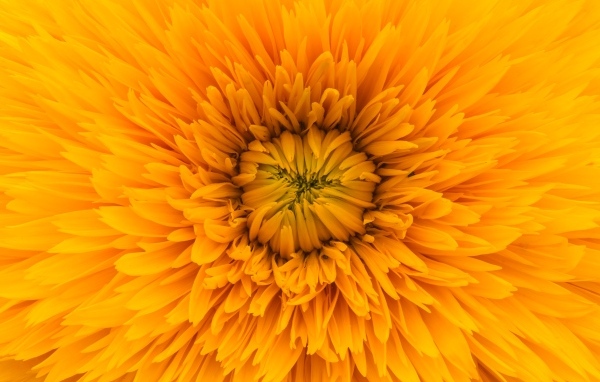 Середина желтого цветка хризантемы