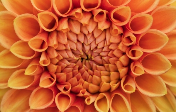 Серединка оранжевого цветка георгина