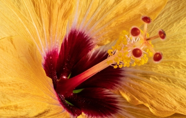 Серединка оранжевого цветка гибискуса