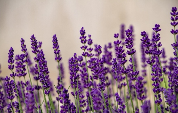 Тонкие стебли с цветами лаванды на поле