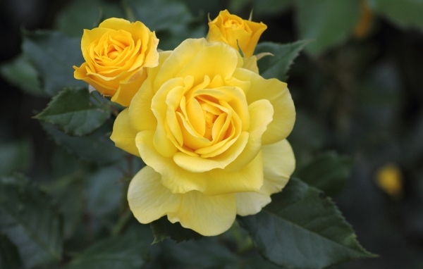 Три распускающихся розы на клумбе