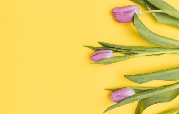 Три розовых тюльпана на желтом фоне