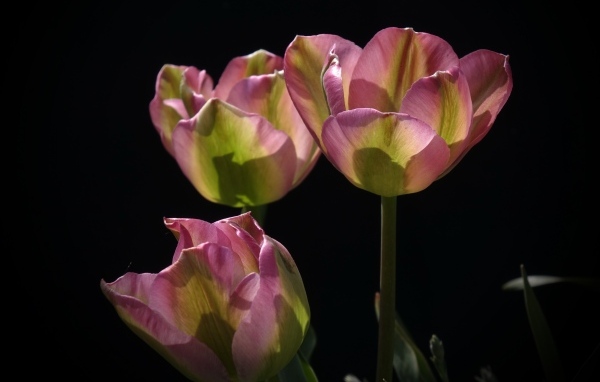 Три настоящих розовых тюльпана на черном фоне