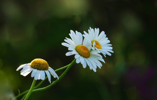 Три белые ромашки в капельках росы