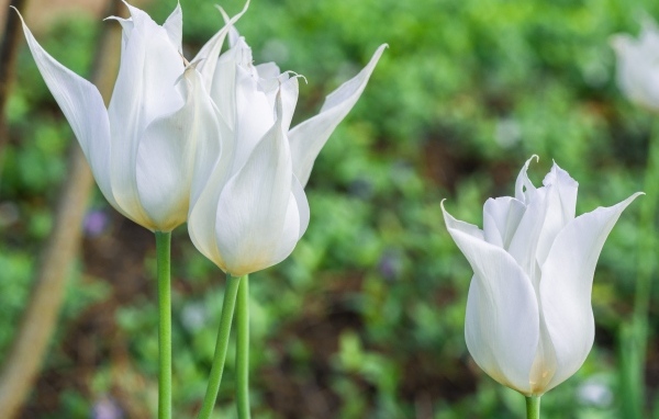 Три белых тюльпана на клумбе