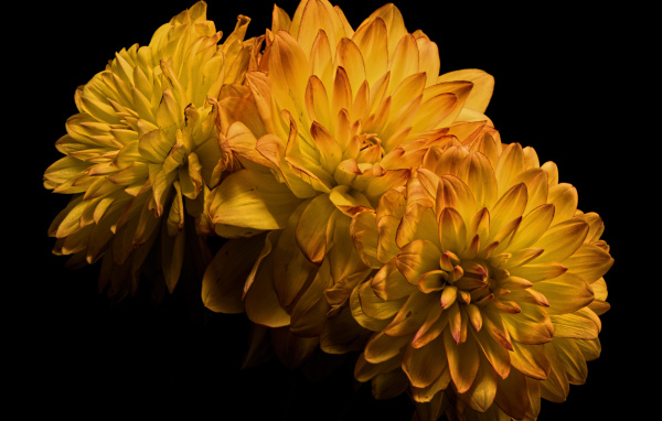Три желтых цветка хризантемы на черном фоне