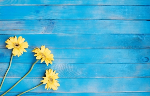 Три желтые герберы на голубом фоне