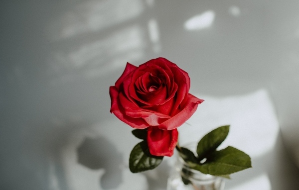 Вид сверху на красную розу в вазе